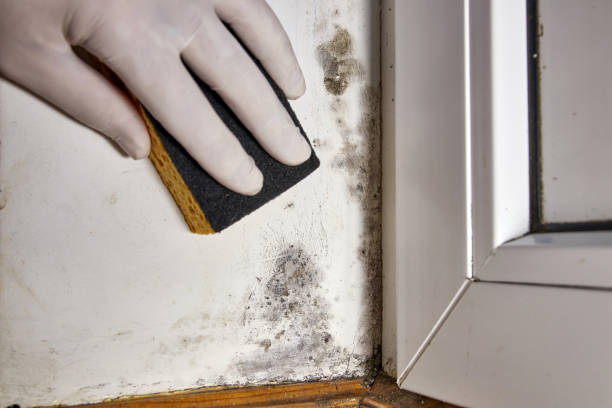 Best Mold Odor Removal Services  in Halstead, KS